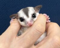 フクロモモンガの画像6