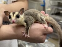 フクロモモンガの画像11