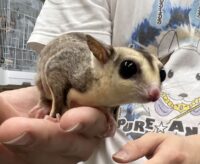 フクロモモンガの画像12