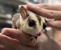 フクロモモンガの画像1