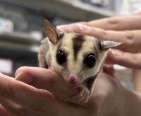 フクロモモンガの画像5