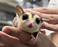 フクロモモンガの画像9