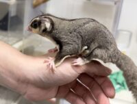 フクロモモンガの画像7