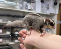 フクロモモンガの画像3