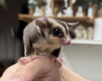 フクロモモンガの画像6