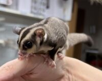 フクロモモンガの画像8