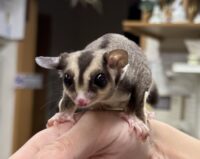 フクロモモンガの画像2