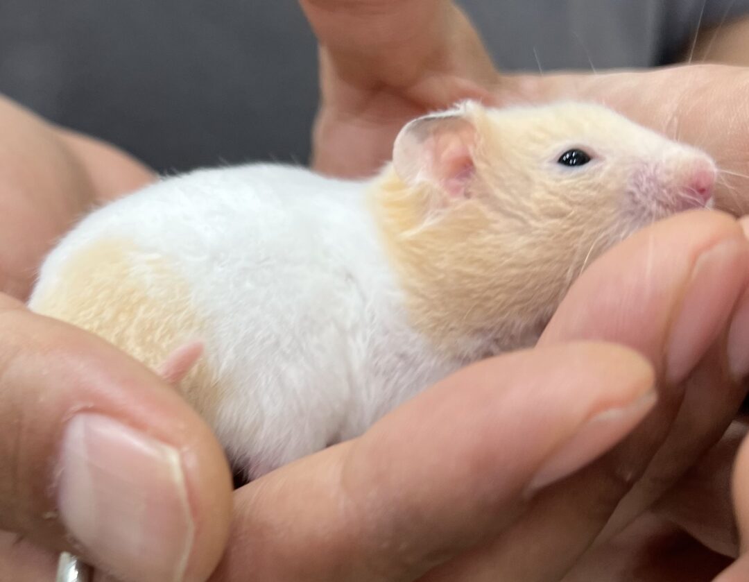 超可愛いベビー ゴールデンハムスターのクリームバンデッド♀ | ピュア