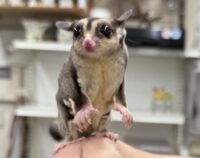 フクロモモンガの画像5