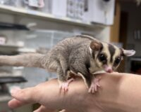 フクロモモンガの画像4