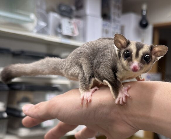 フクロモモンガのメイン画像