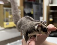 フクロモモンガの画像9