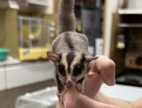 フクロモモンガの画像1