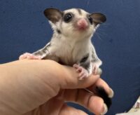 フクロモモンガの画像10