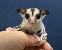 フクロモモンガの画像7