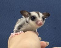 フクロモモンガの画像5