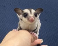 フクロモモンガの画像9