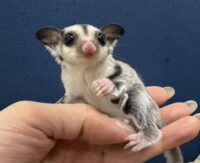 フクロモモンガの画像6