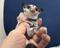 フクロモモンガの画像2