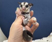 フクロモモンガの画像3