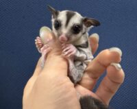 フクロモモンガの画像11