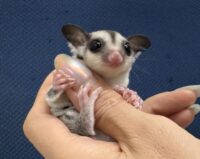 フクロモモンガの画像1