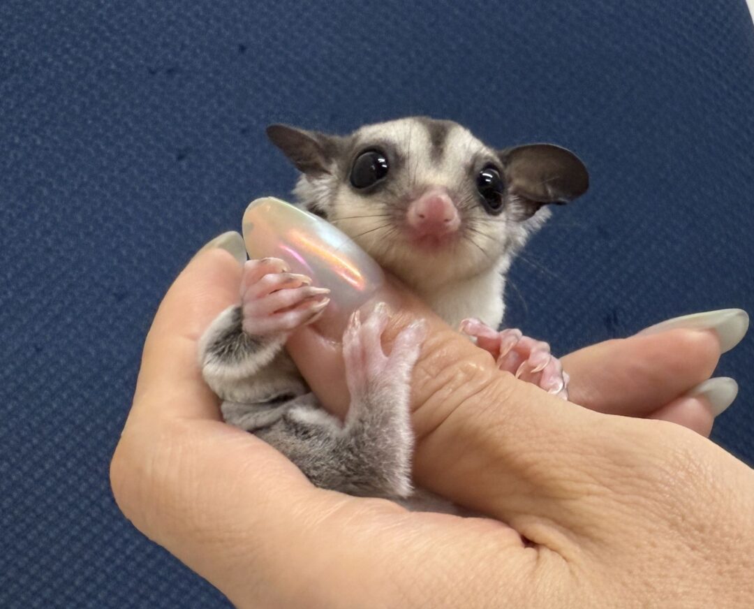 フクロモモンガのメイン画像