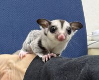 フクロモモンガの画像4