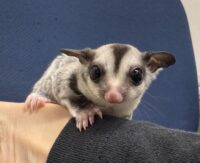 フクロモモンガの画像8