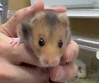 ゴールデンハムスターの画像4
