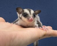 フクロモモンガの画像1