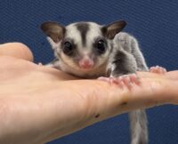 フクロモモンガの画像6