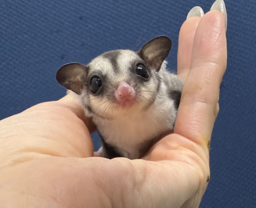 フクロモモンガのメイン画像