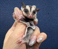 フクロモモンガの画像7