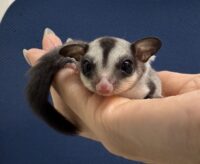 フクロモモンガの画像8