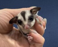 フクロモモンガの画像9