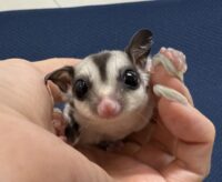 フクロモモンガの画像4