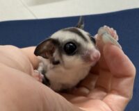 フクロモモンガの画像5