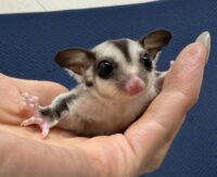 フクロモモンガの画像10