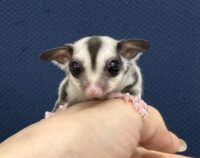 フクロモモンガの画像11