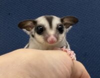 フクロモモンガの画像3