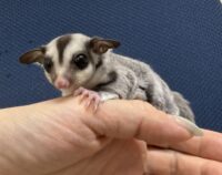 フクロモモンガの画像2