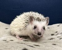 ハリネズミ（国産ベビー：パイド♀）の画像1