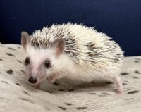 ハリネズミ（国産ベビー：パイド♀）の画像10