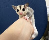 フクロモモンガの画像8
