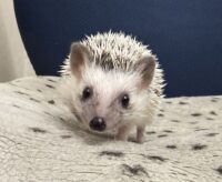 ハリネズミ（国産ベビー：パイド♀）の画像3