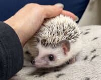 ハリネズミ（国産ベビー：パイド♀）の画像5