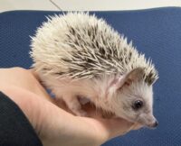 ハリネズミ（国産ベビー：パイド♀）の画像7