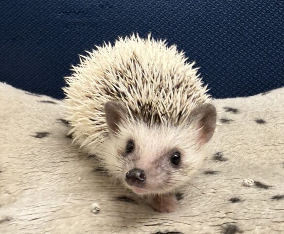 ハリネズミ（国産ベビー：パイド♀）のメイン画像