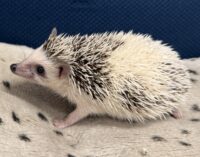 ハリネズミ（国産ベビー：パイド♀）の画像8